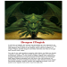 Dragon Magick